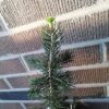 blue-spruce-tree-seedling