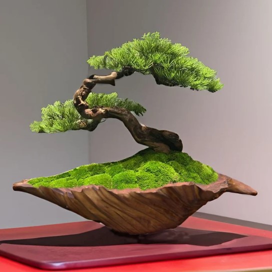 bonsai-indoor-trees