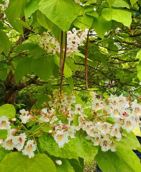 catalpa-tree-catalpa-spp