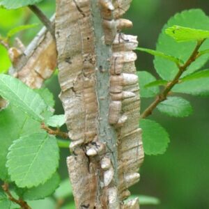 cedar-elm-tree