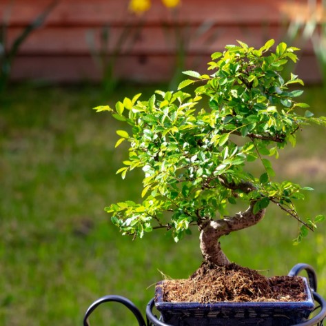 chinese-elm-indoor-trees