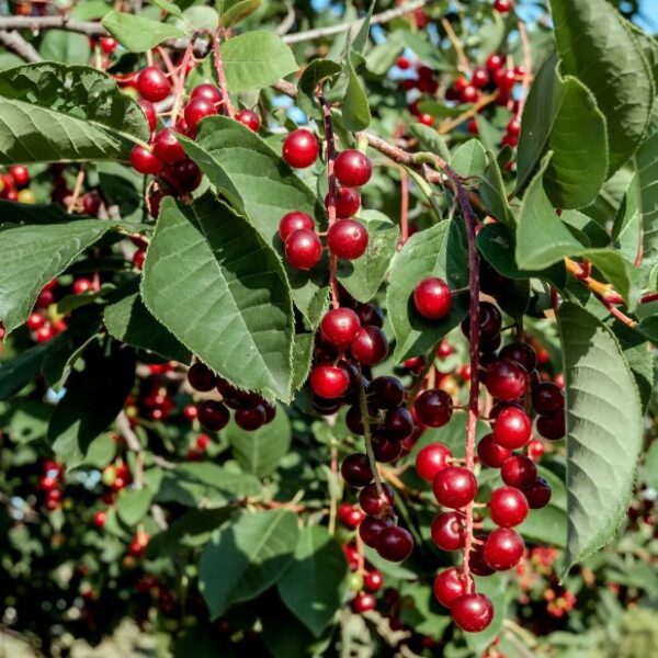 chokecherry-tree-berries