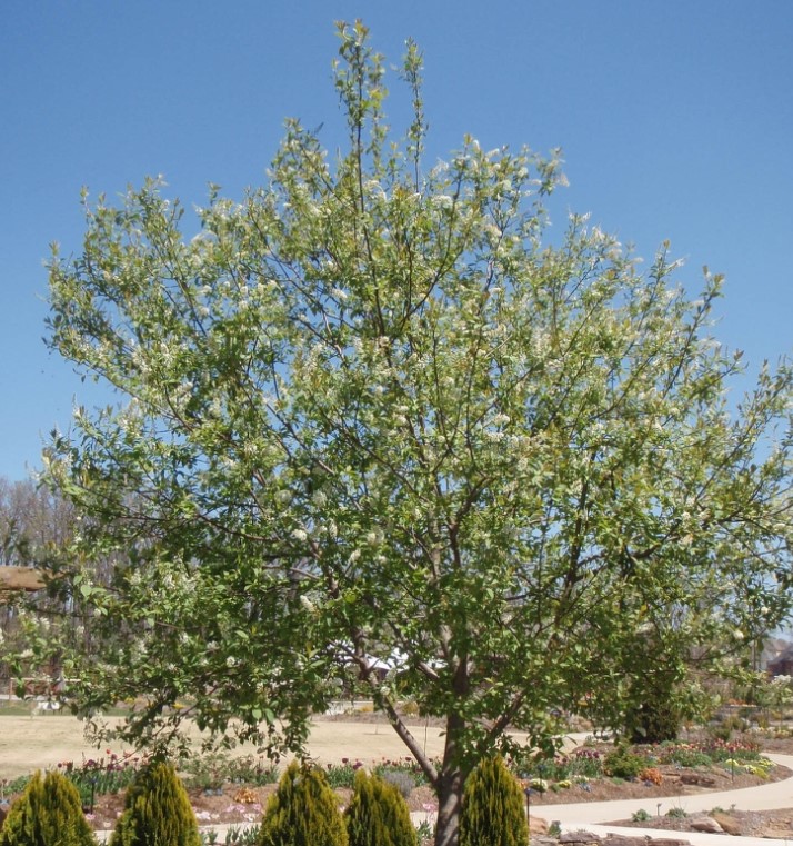 chokecherry-tree