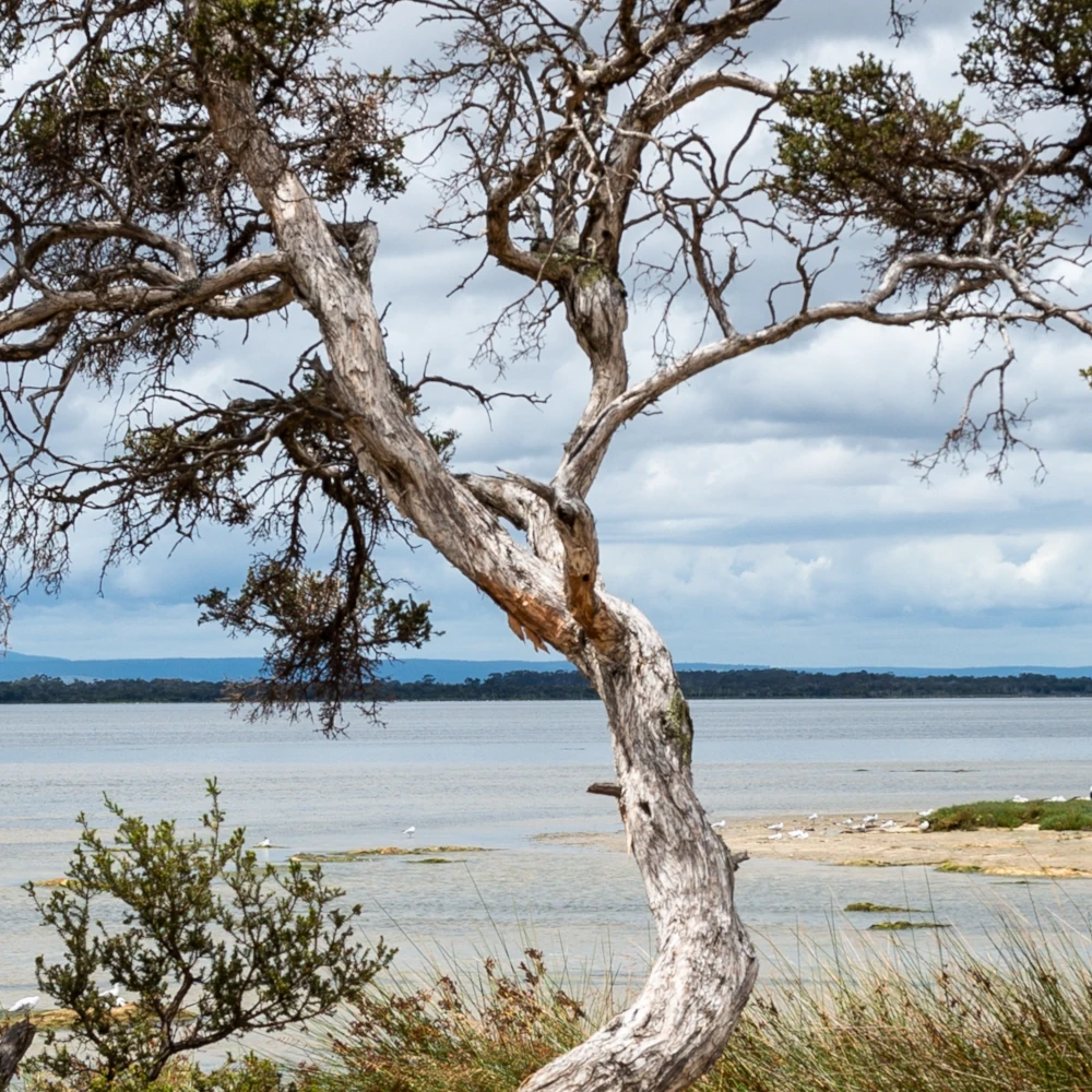 coastal-trees-windy-areas-salt-tolerent