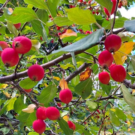 colorful-trees-crabapple-tree-malus-spp