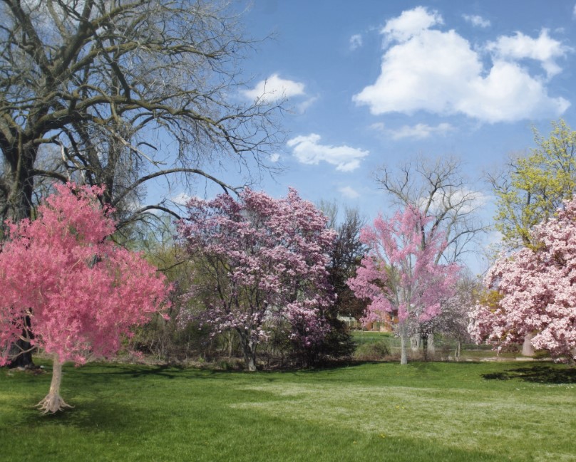 colorful-trees-of-north-america