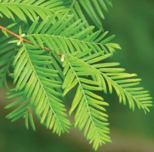 dawn-redwood-leaf