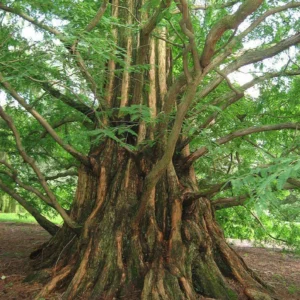 dawn-redwood-tree-metasequoia-glyptostroboides