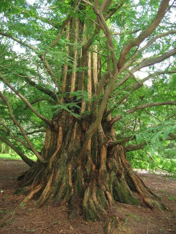 dawn-redwood-tree-metasequoia-glyptostroboides