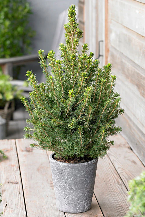 dwarf-alberta-spruce