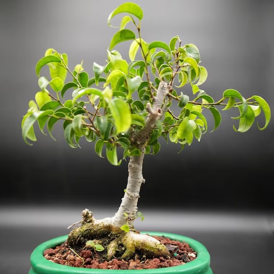 dwarf-ficus