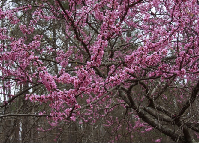 eastern-redbud-tree-ceris-canadensis