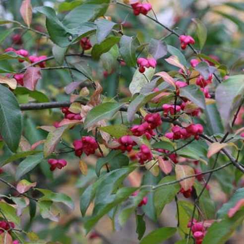 eastern-wahoo-colorful-trees-euonymus-atropurpureus