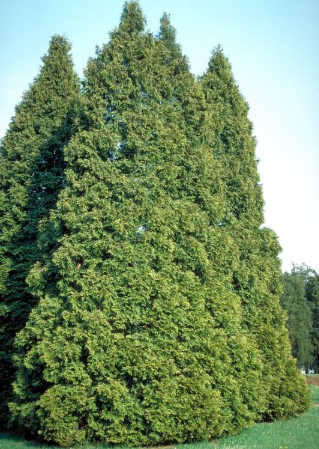 eastern-white-cedar-trees