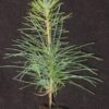 eastern-white-pine-seedling