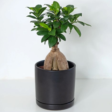 ficus-retusa-tree