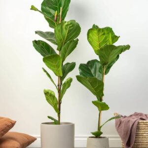 fiddle-leaf-fig-tree