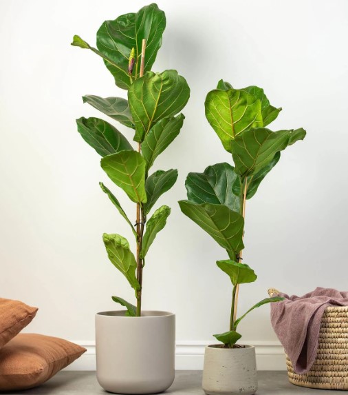 fiddle-leaf-fig-tree