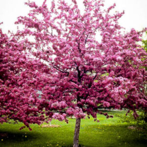 flowering-crabapple-tree