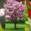 flowering-crabapple-tree-flowers