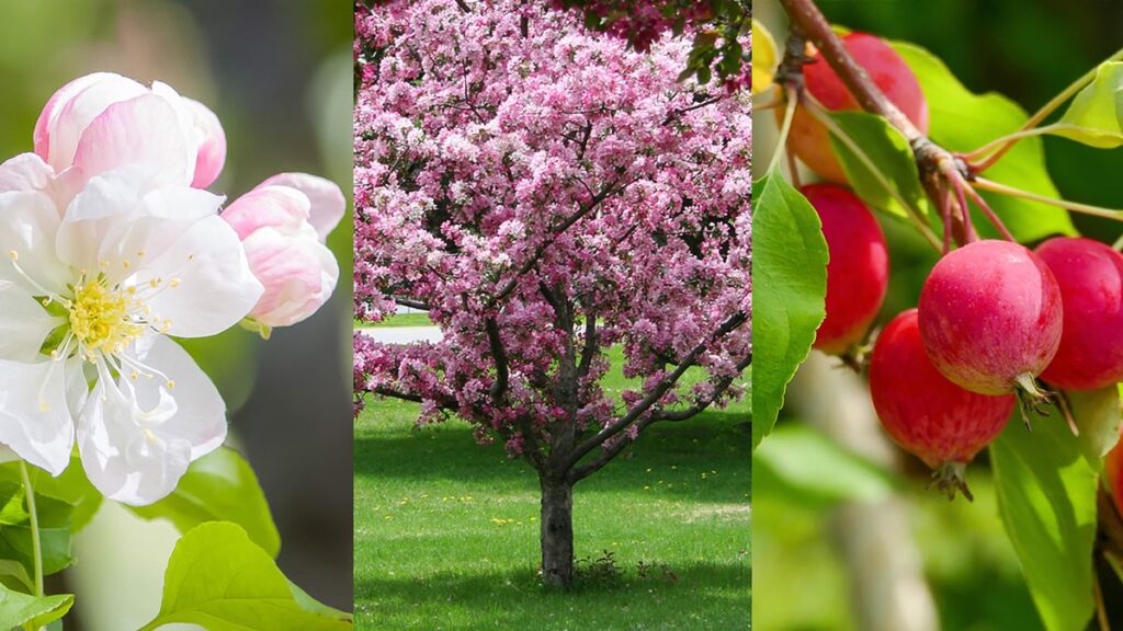 flowering-crabapple-tree-flowers