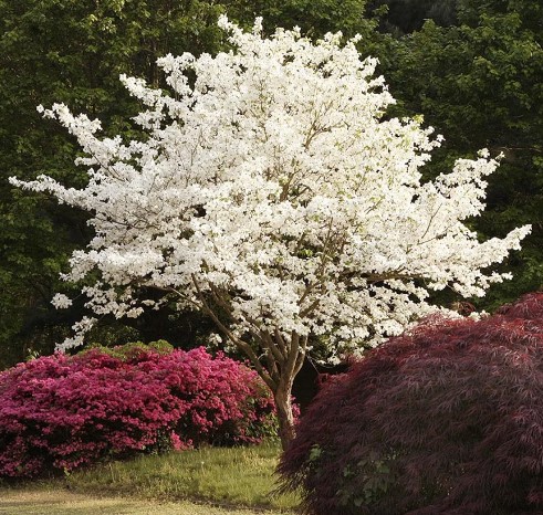 colorful-trees-flowering-dogwood-cornus-florida-tree