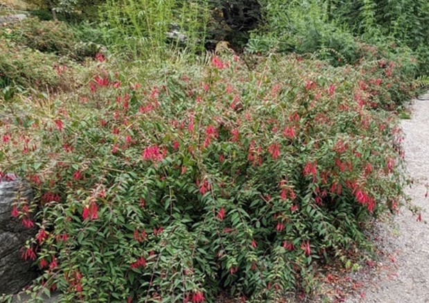 fuchsia-magellanica-growing-wild