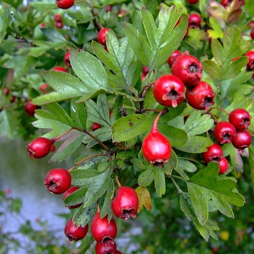 hawthorn-tree-crataegus-spp