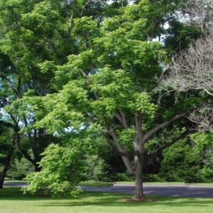 heartnut-tree-juglans-ailantifolia-var-cordiformis