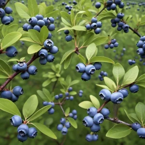 highbush-blueberry-tree-berries