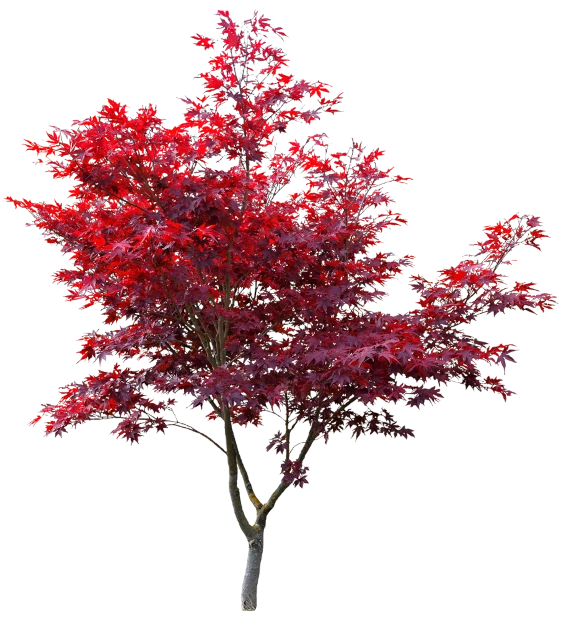 indoor-trees-at-tree-nursery-net