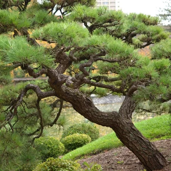 coastal-trees-black-pine