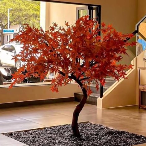 japanese-maple-indoor-tree