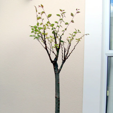 zelkova-tree