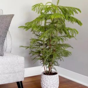 norfolk-island-pine-indoor-tree