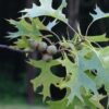 pin-oak-tree-foliage-nuts