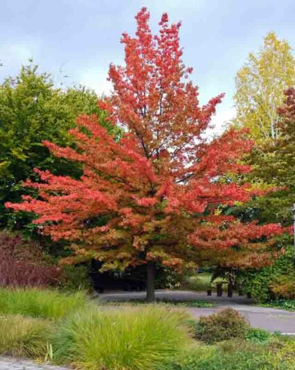 pin-oak-tree-fall-colors