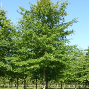 pin-oak-tree-seedling-one-year-old