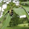 prunus-maackii-fruit