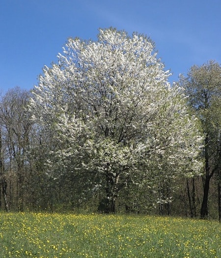 colorful-trees-prunus-serotina-black-cherry-tree