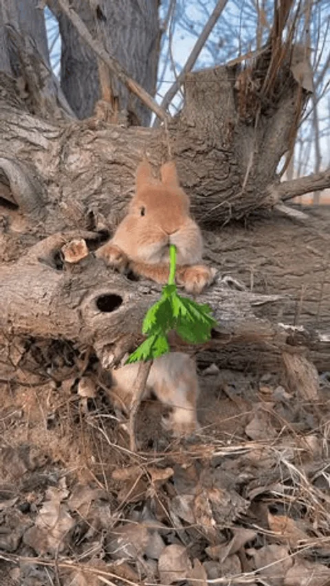 rabbit-in-biodiverse-forest