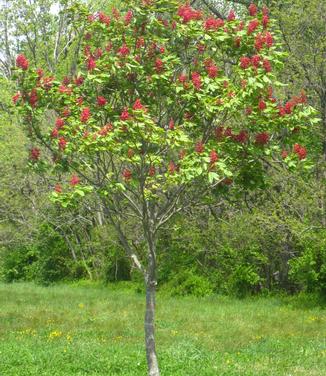 colorful-trees-red-buckeye-aesculus-pavia