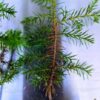 red-cedar-tree-seedling