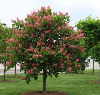 red-horsechestnut