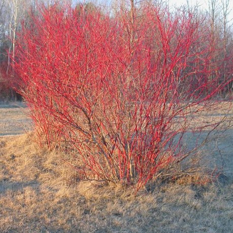 red-osier-dofwood-cornus-sericea