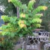 redbud-tree-seedling