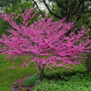 redbud-tree-seedling-spring-flowers