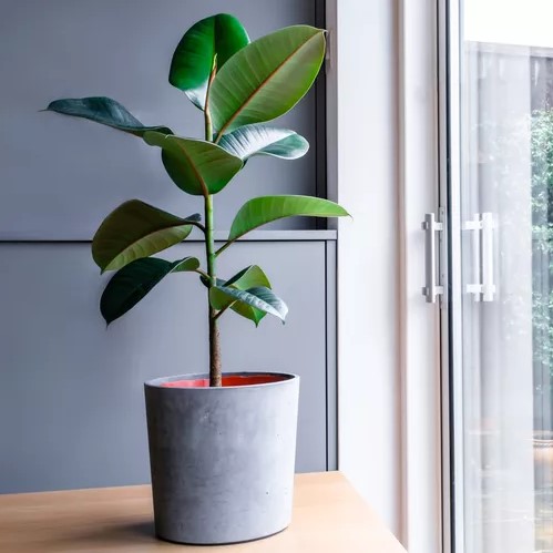 rubber-tree-ficus-elastica-indoor-trees