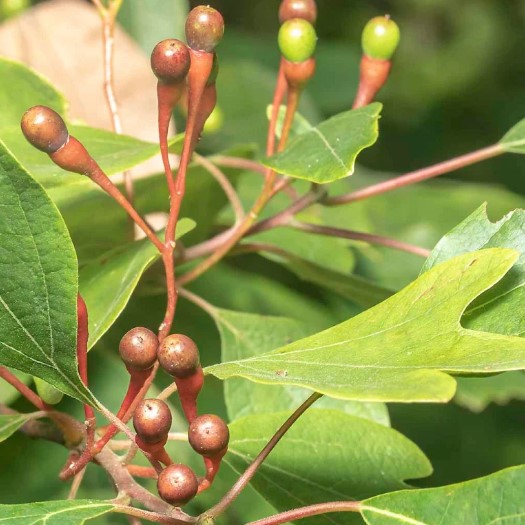 sassafras-tree-sassafras-albidum