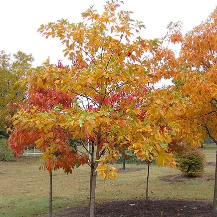 colorful-trees-sassafras-tree-sassafras-albidum